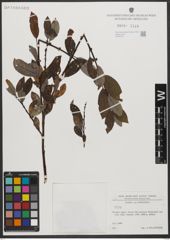Foto von Salix L.